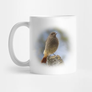 Black redstart Mug